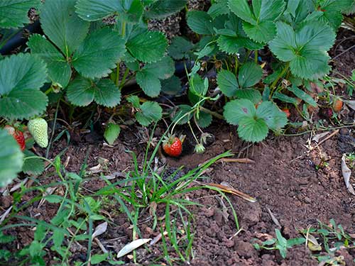 Wanderlust Istra Hostel - Gemüse im Garten