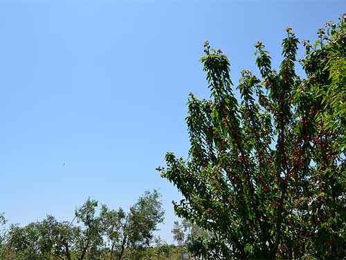 Wanderlust Istra Hostel - Kirschbaum im Garten