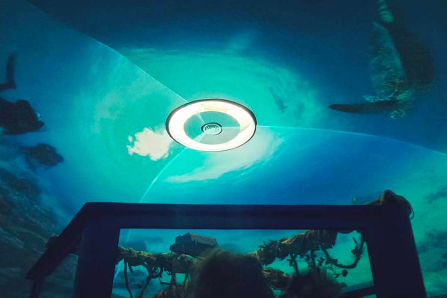 Aquarium Pula, Aquarium, Verudela Pula