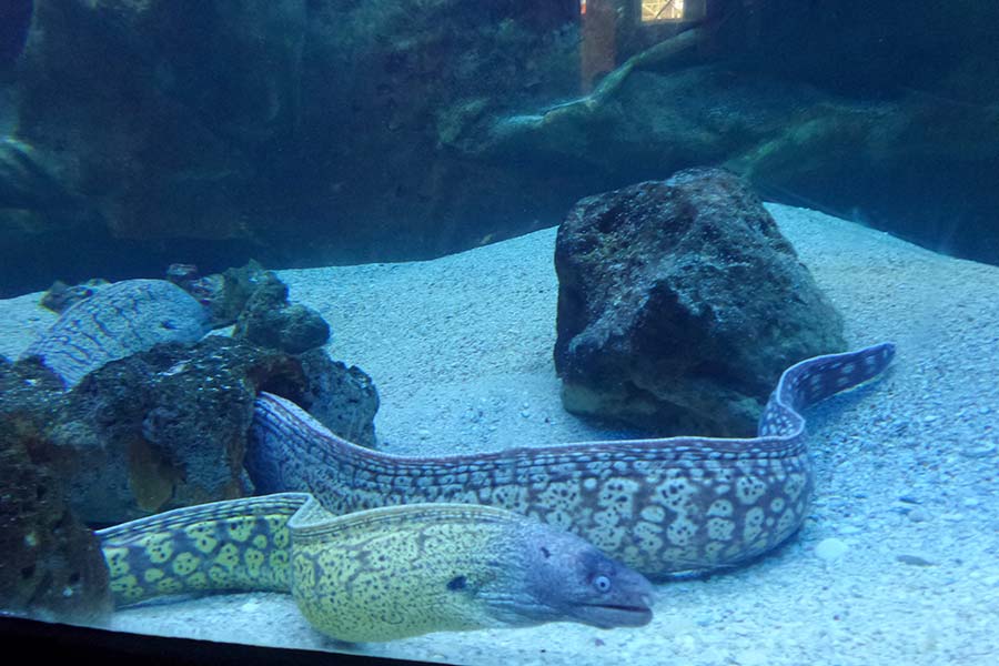 Aquarium Pula, Aquarium, Verudela Pula