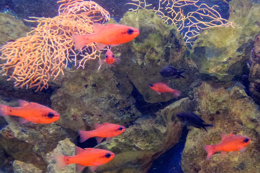 Aquarium Pula, Aquarium, Verudela Pula