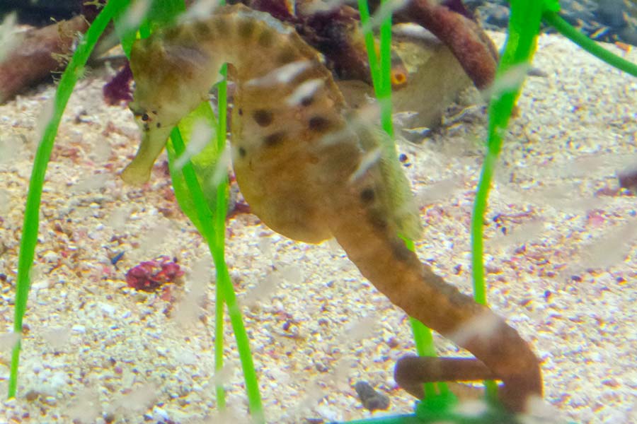 Aquarium Pula, Aquarium, Verudela Pula