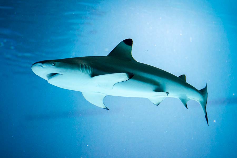 Aquarium Pula, Aquarium, Verudela Pula